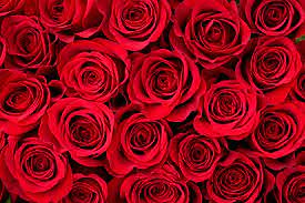 Roses Example Order - Sweet Celebrationz LLC